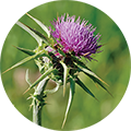 Badelj (Silybum marianum)