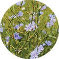 Cikorija (Cichorium intybus)