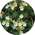 Trava iva (Teucrium montanum)