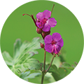 Zdravac (Geranium macrorrhizum)